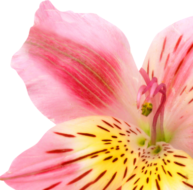 Autumn flower